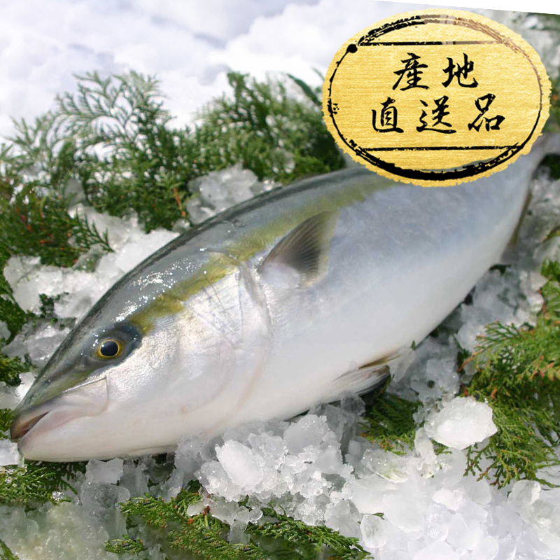 活〆黒瀬ぶりフィーレ（半身・皮付き）1本