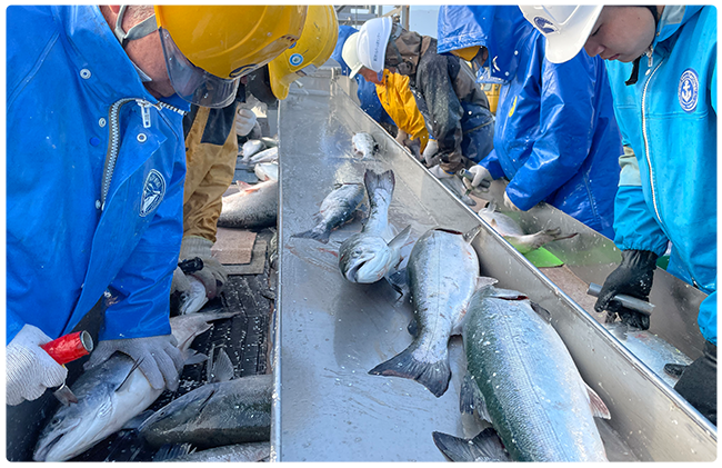 ニッスイの国産サーモン。岩手県で養殖するおいしいサーモントラウト。