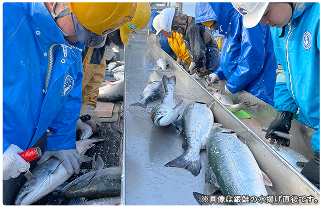 ニッスイの国産サーモン。岩手県で養殖するおいしいサーモントラウト。