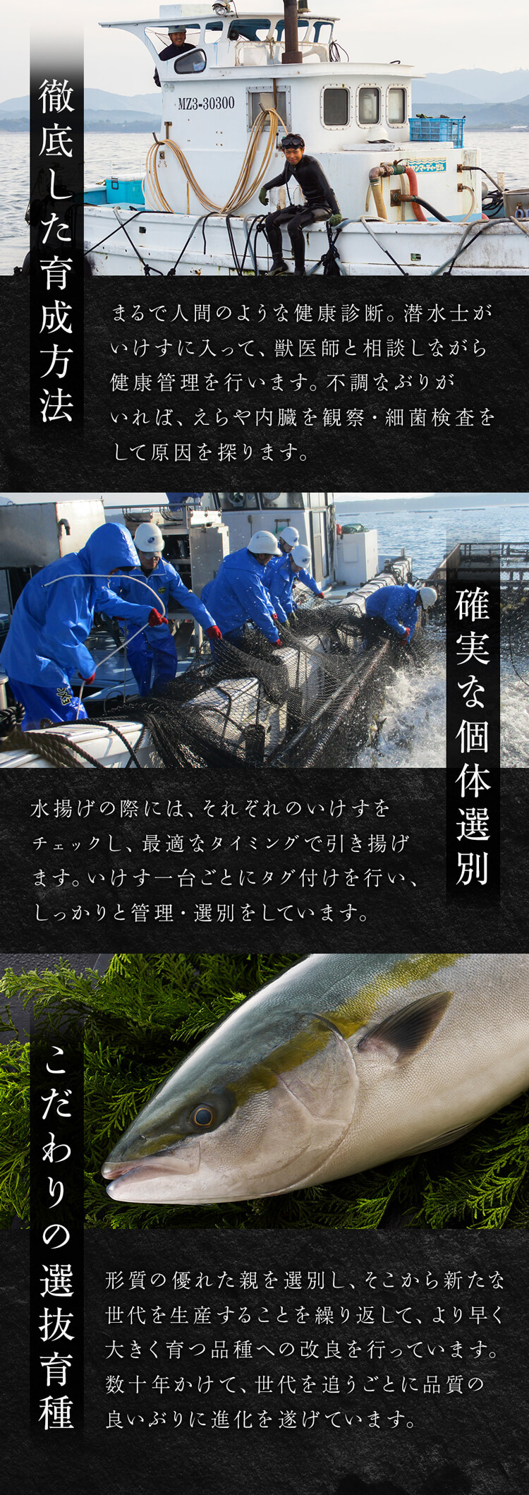 鮮度にこだわる。ぶりの血液循環や呼吸の特性を研究し、水揚げ時のストレスを緩和させることで、ぶりの鮮度を保持させる方法を開発しました。