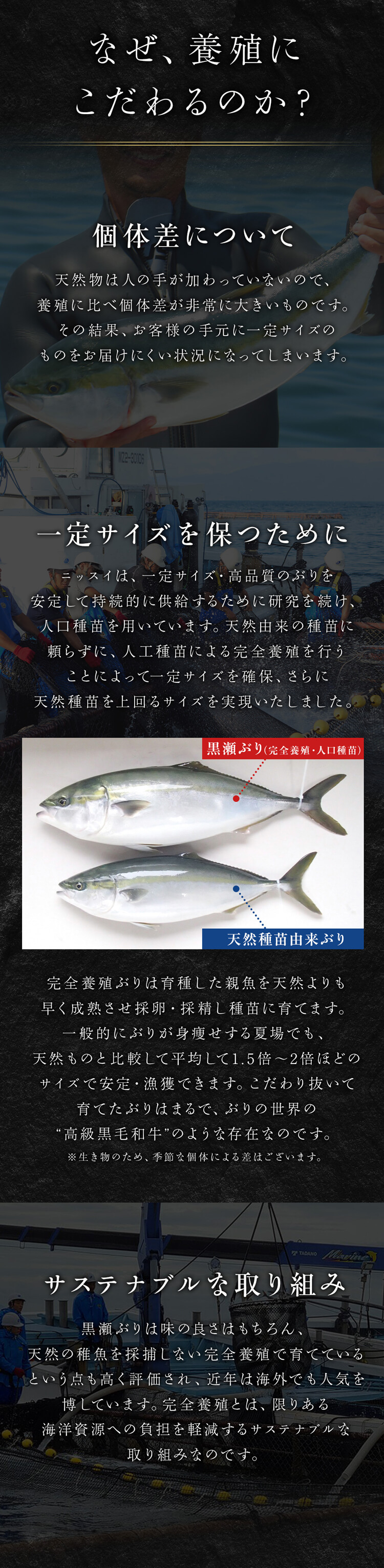 食管・脂にこだわる。黒瀬ぶりの仕上がりは、通常養殖とは一線を画します！！「脂っぽく、ギトギトしつこそう」「天然ものにはかなわない」そう思っている方にこそ食べてほしい。