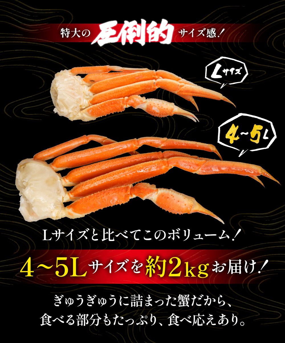 特大ずわいがに。圧倒的なサイズ感4L～5Lのずわいがに脚肩。