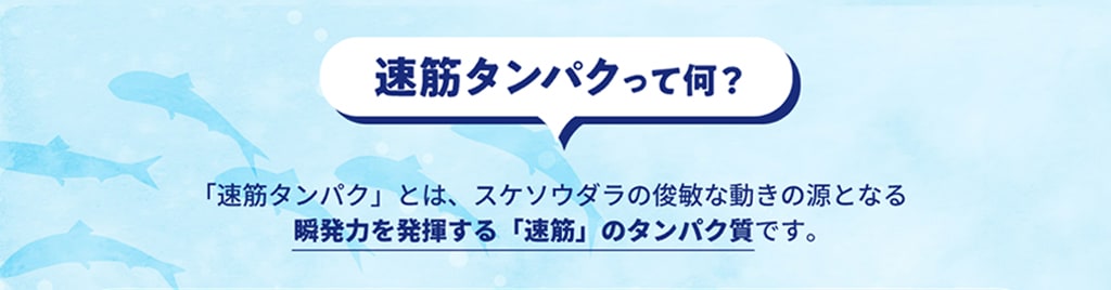 速筋タンパクって何？「速筋タンパク」とは、スケトウダラの俊敏な動きの源となる瞬発力を発揮する「速筋」のタンパク質です。