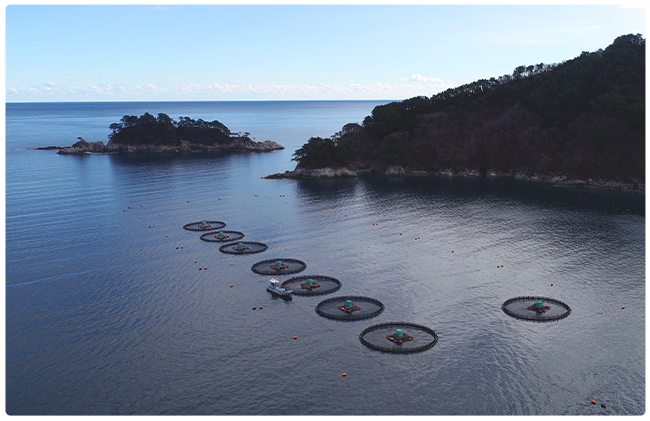 ニッスイの国産サーモン。岩手県で養殖するおいしいサーモントラウト。