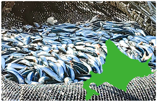 ニッスイの健康食品「魚活専科」EPAカプセル。魚由来の必須脂肪酸EPA・DHAが2粒あたり300㎎配合！国産いわし油のみを使用した安全安心なカプセルです。ニッスイの独自技術で魚の臭いも感じず、魚が苦手な方にも魚の栄養を手軽に摂れます。